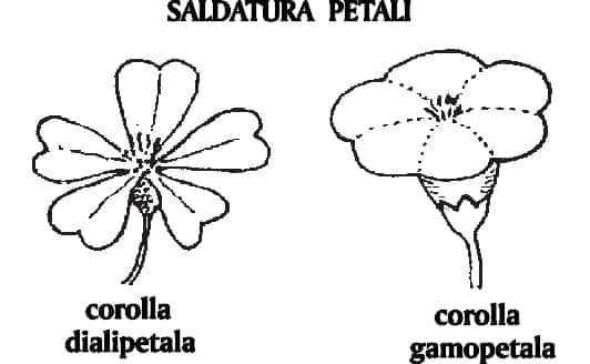 Corolla gamopetala
