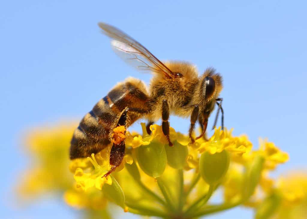 Ape mellifica carnica