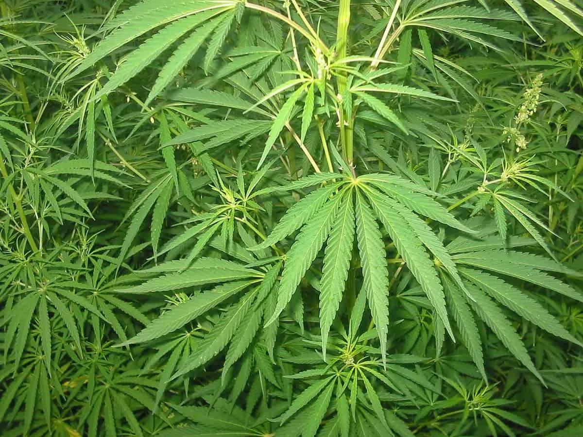 Scopri di più sull'articolo Come acquistare la pianta marijuana light online