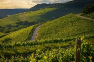 Scopri di più sull'articolo Come impiantare un vigneto